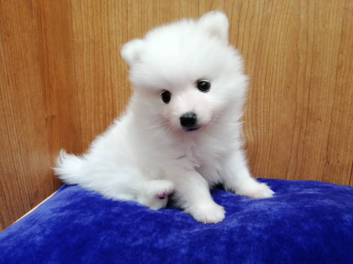 パピー